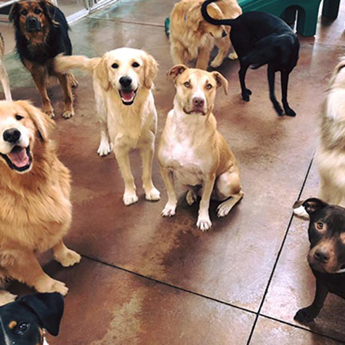 A group of dogs sit together smiling
